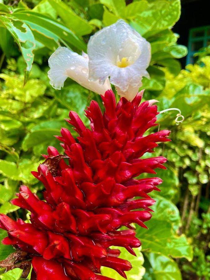 Flor De La Selva Apartamento Puerto Nariño Exterior foto